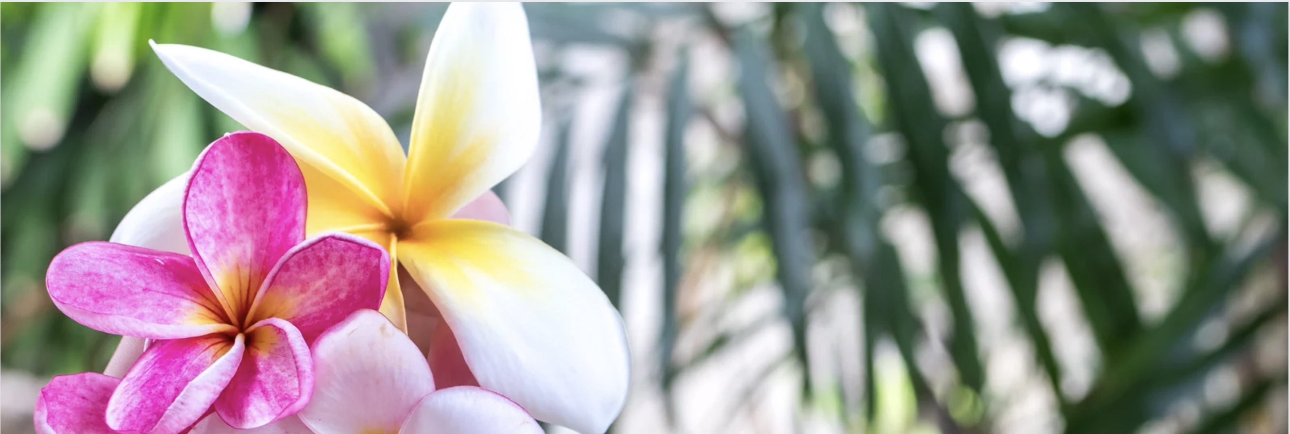 Fleurs frangipanier.jpg